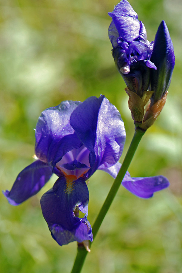 Iris cengialti ???